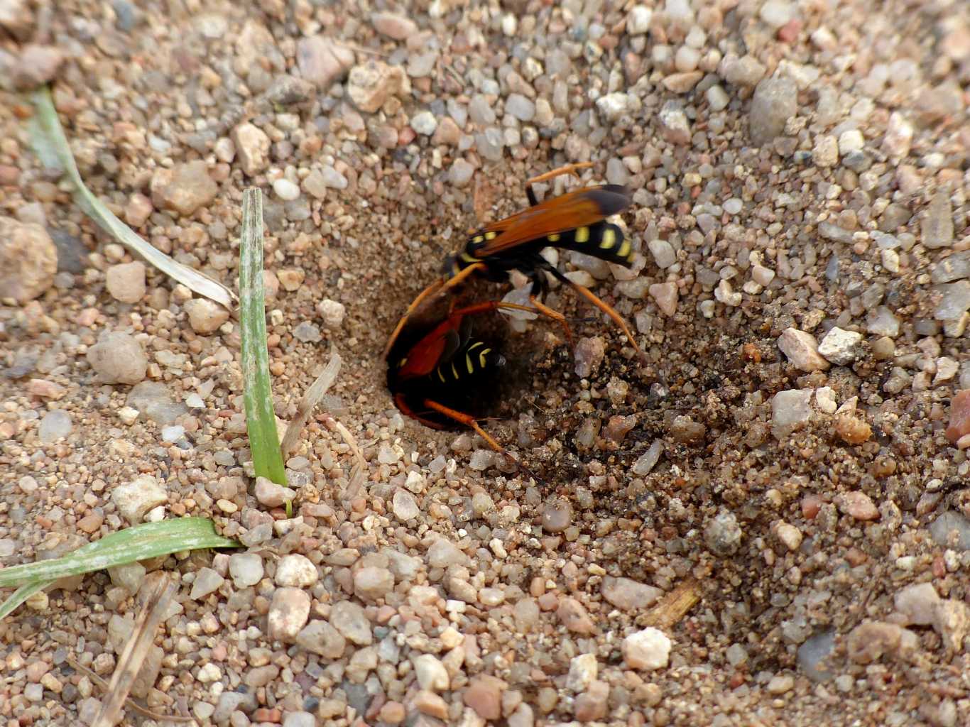 Batozonellus lacerticida: video e foto